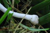 Conocybe romagnesii image