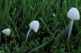 Conocybe romagnesii image