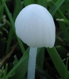 Conocybe romagnesii image