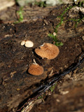 Crepidotus crocophyllus image