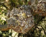 Endocronartium harknessii image