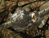 Endocronartium harknessii image