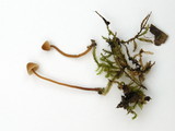Galerina vittiformis image