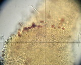 Galerina vittiformis image