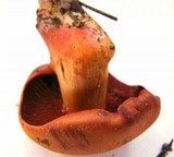 Cortinarius purpureus image