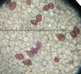 Galerina vittiformis image