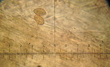 Galerina vittiformis image