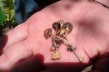 Psilocybe coprophila image
