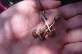 Psilocybe coprophila image