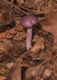 Cortinarius iodes image