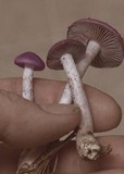 Cortinarius iodes image