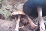 Panaeolus subbalteatus image