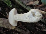 Boletus pallidus image