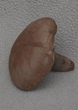Sutorius eximius image