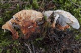 Hydnellum aurantiacum image