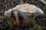 Hydnellum aurantiacum image