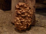 Grifola gargal image