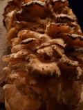 Grifola gargal image