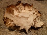 Grifola gargal image