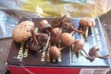 Psilocybe coprophila image
