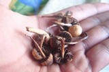 Psilocybe coprophila image