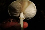 Amanita brunnescens image
