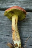 Boletus sensibilis image