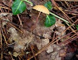 Marasmius siccus image