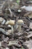 Psilocybe subaeruginosa image