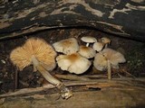Marasmius nigrodiscus image