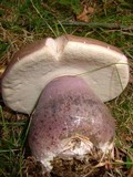 Tylopilus plumbeoviolaceus image