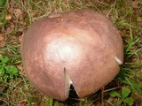 Tylopilus plumbeoviolaceus image