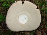 Tylopilus plumbeoviolaceus image