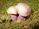 Tylopilus plumbeoviolaceus image
