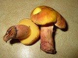Lanmaoa pseudosensibilis image