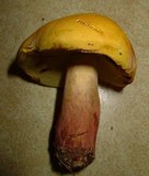 Lanmaoa pseudosensibilis image