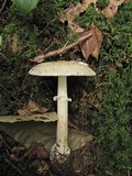 Amanita murrilliana image