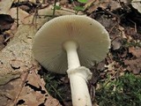 Amanita murrilliana image