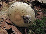 Amanita murrilliana image