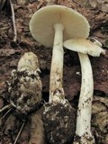 Amanita murrilliana image