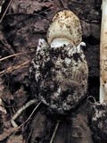 Amanita murrilliana image