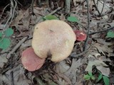 Boletus sensibilis image