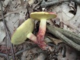 Boletus sensibilis image