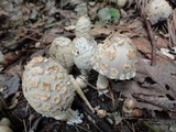 Coprinopsis variegata image
