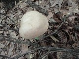 Boletus pallidus image