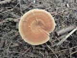 Coltricia perennis image