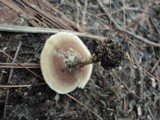 Coltricia perennis image