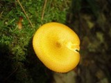 Tricholomopsis decora image