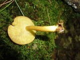 Tricholomopsis decora image