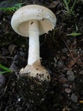 Amanita volvata image